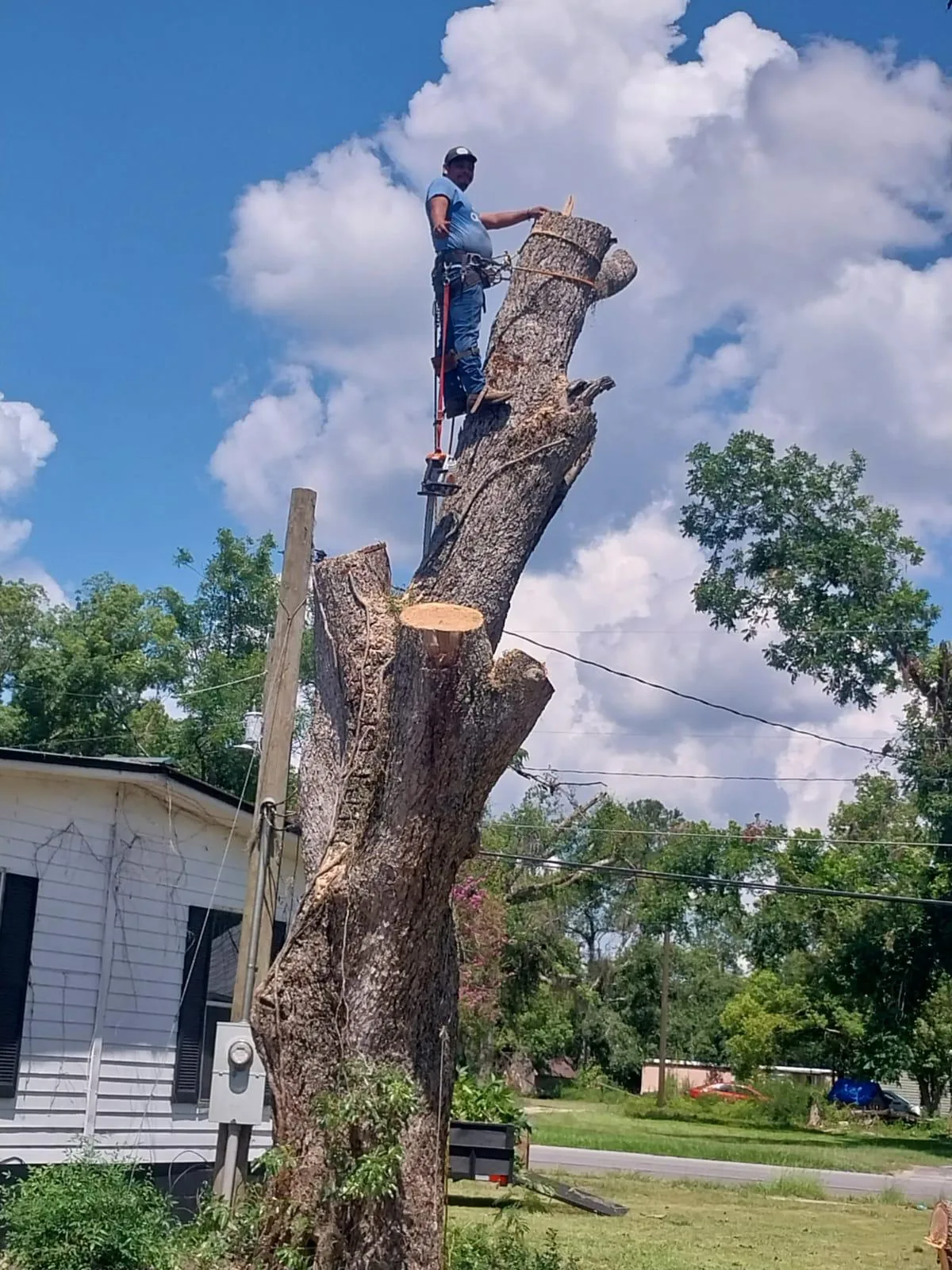 Jose Tree Service project